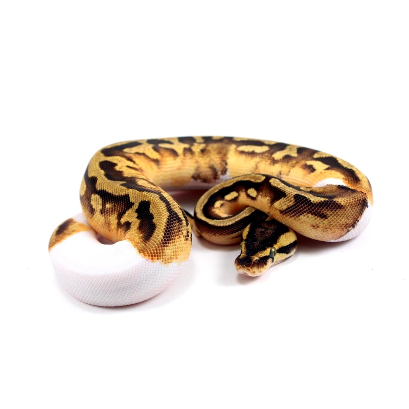 Pastel Enchi Pied Ball Python