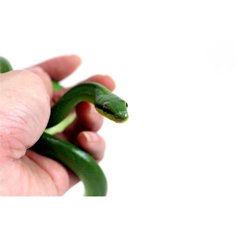 Red Tailed Green Rat Snake