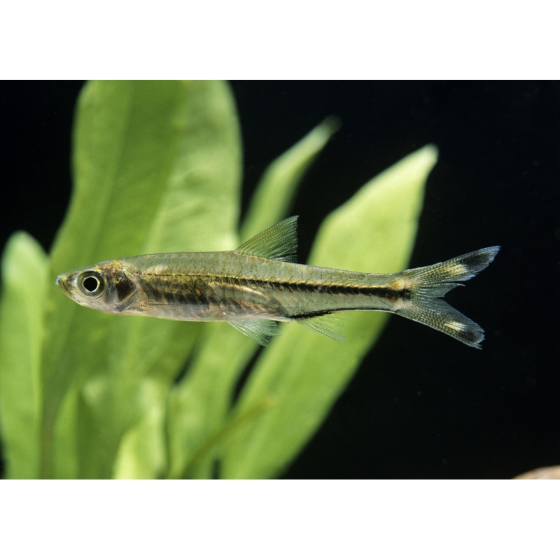 Scissortail Rasbora Special (6 for $20) 8-10cm