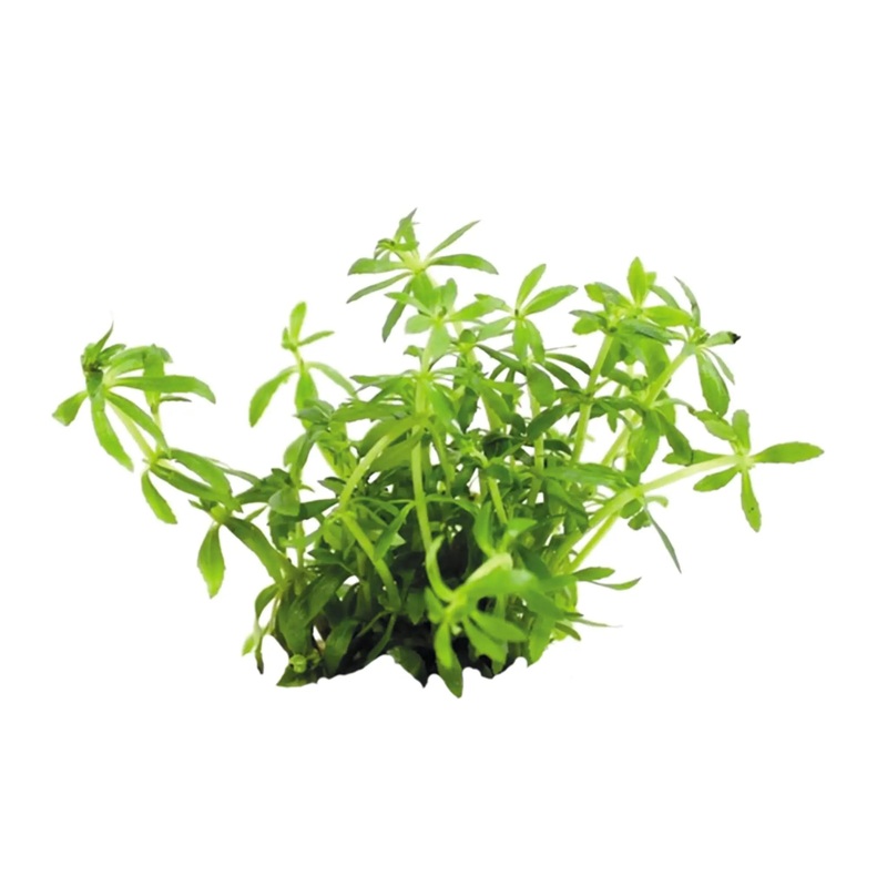 Easy Grow 66 – Limnophila Vietnam Mini