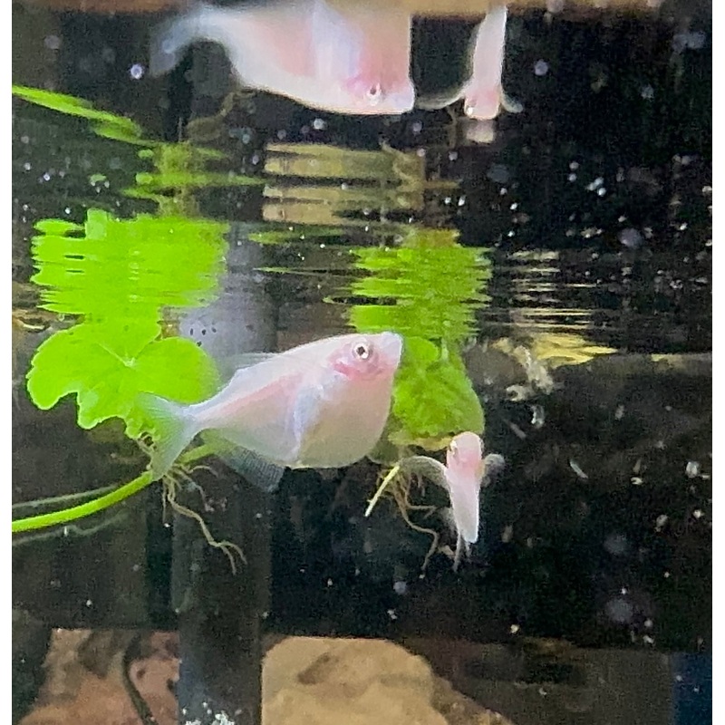 Exotic Hatchet Fish – Golden 3cm 1 fish