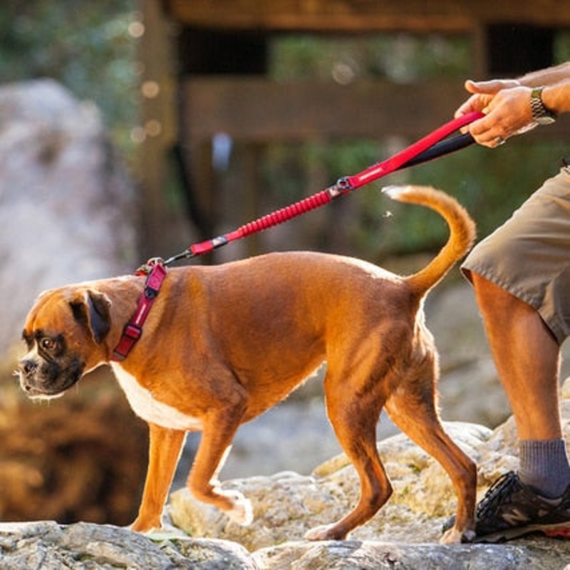 EzyDog ZERO SHOCK LEASH