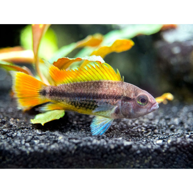 Orange Flash Cockatoo Dwarf Cichlid (Apistogramma cacatuoides), Tank-Bred 1 Male/Female Pair