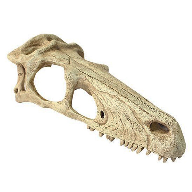 Raptor Skull Resin Reptile Terrarium Decoration & Hideout Large ( 9.5-in )
