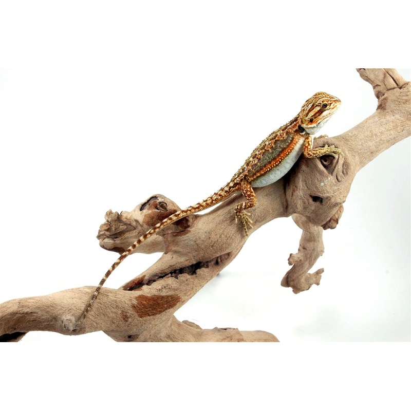 Tiger Dunner Bearded Dragon