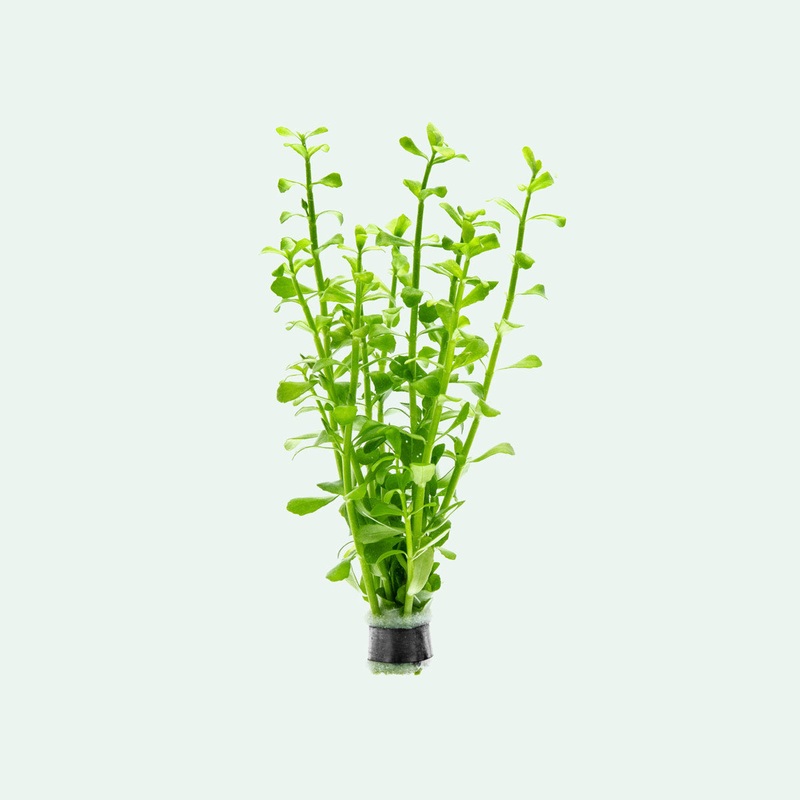 Bacopa Monnieri Bunch