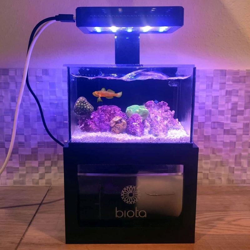 Biota Custom Micro Reef-Ready Tank 40oz Desktop Aquarium – with Livestock Black