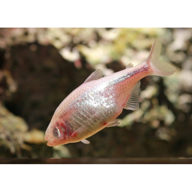 Blind Cave Tetra Special (6 for $36) 2.5-3cm