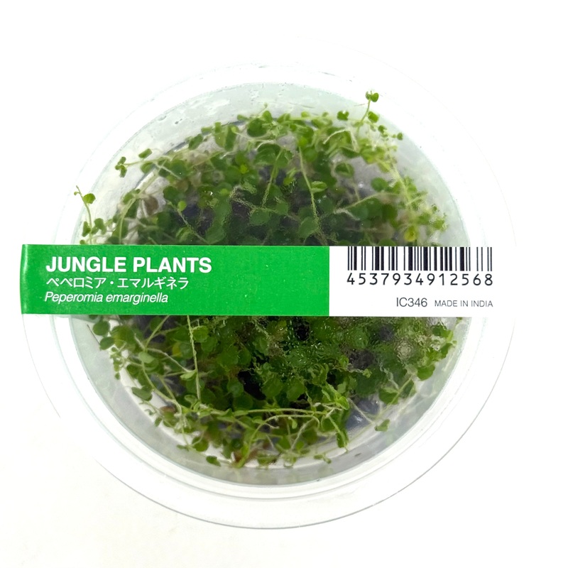 IC346 Jungle plants-Peperomia emarginella (tissue culture cup)