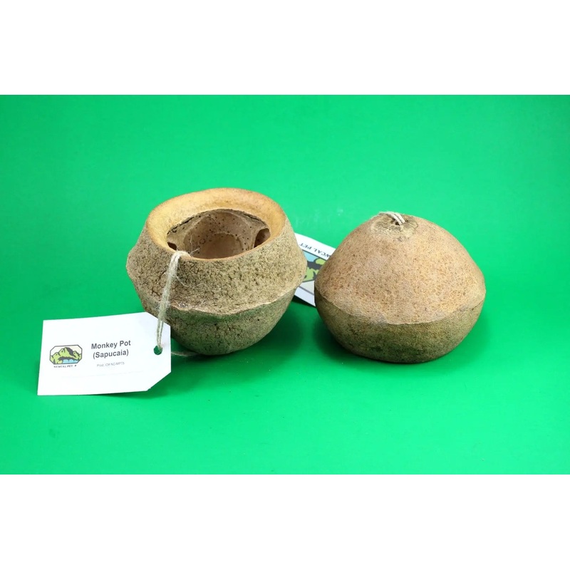 Newcal Monkey Pods