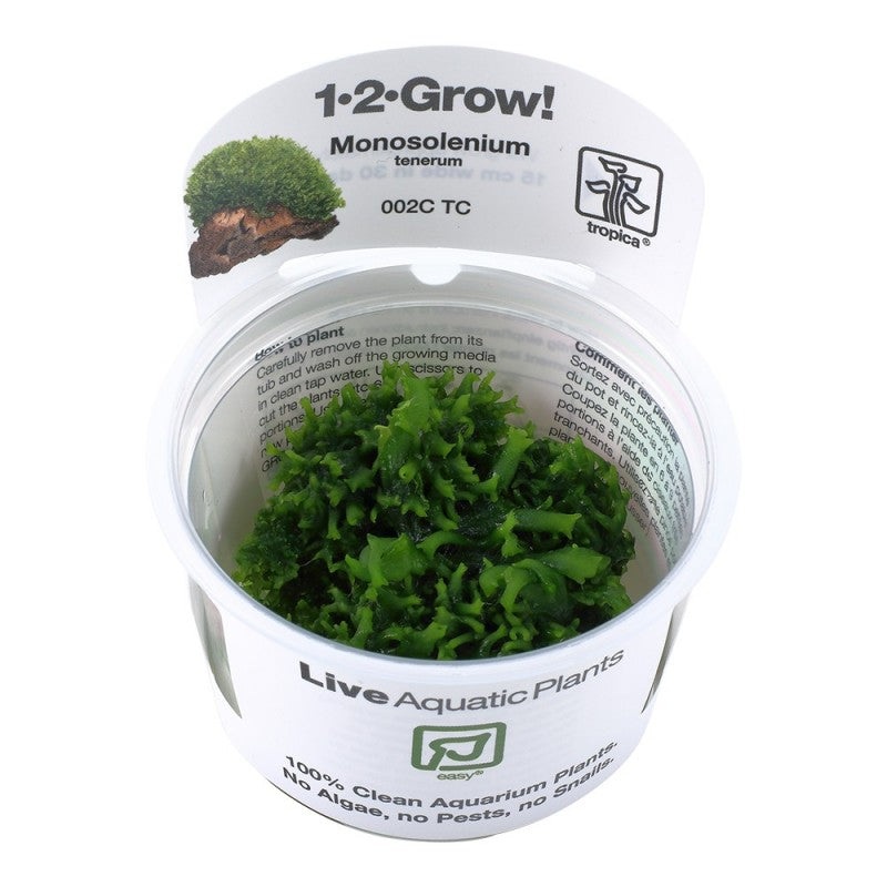 Pelia Moss – Monosolenium tenerum – Tropica 1-2 Grow Tropica 1-2 Grow