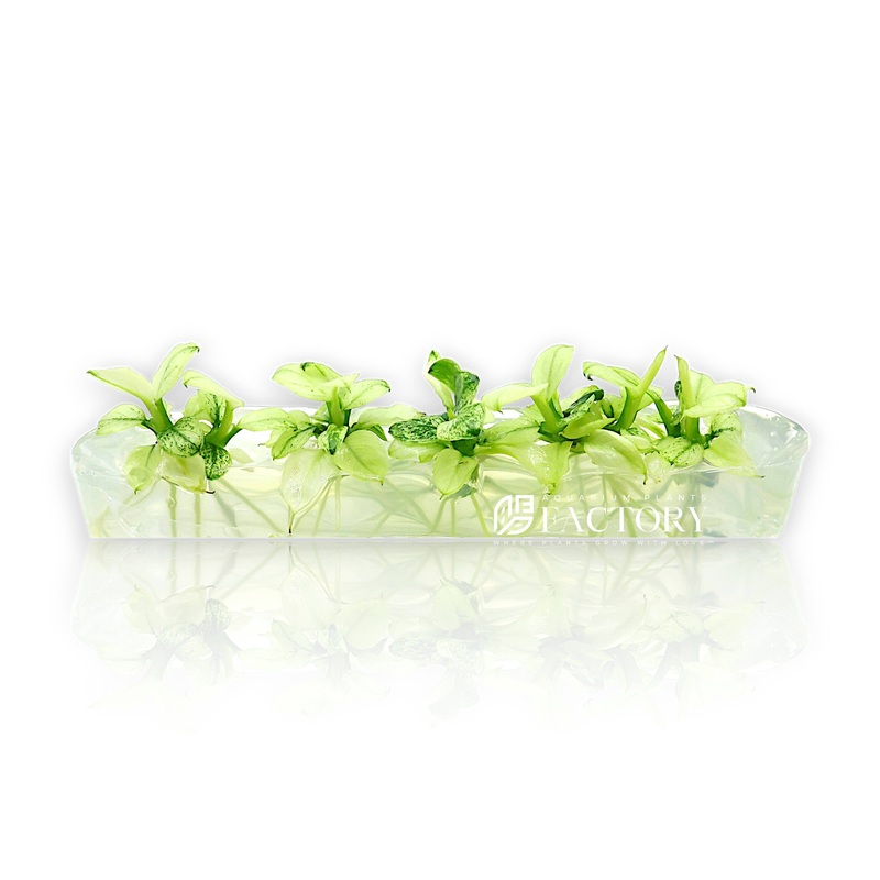Anubias Pinto Mini Vitro Culture