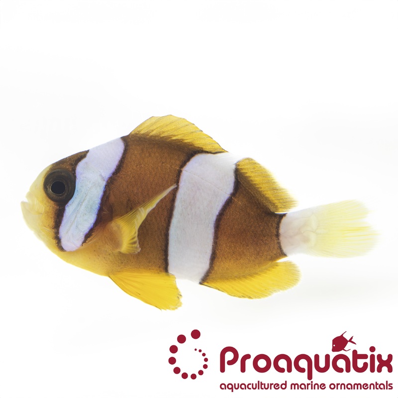 Clarkii Clownfish Proaquatix (Friday Delivery)