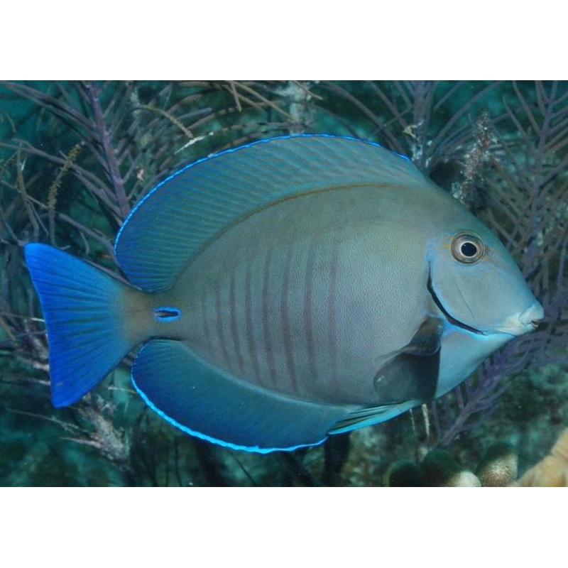 Doctorfish Tang