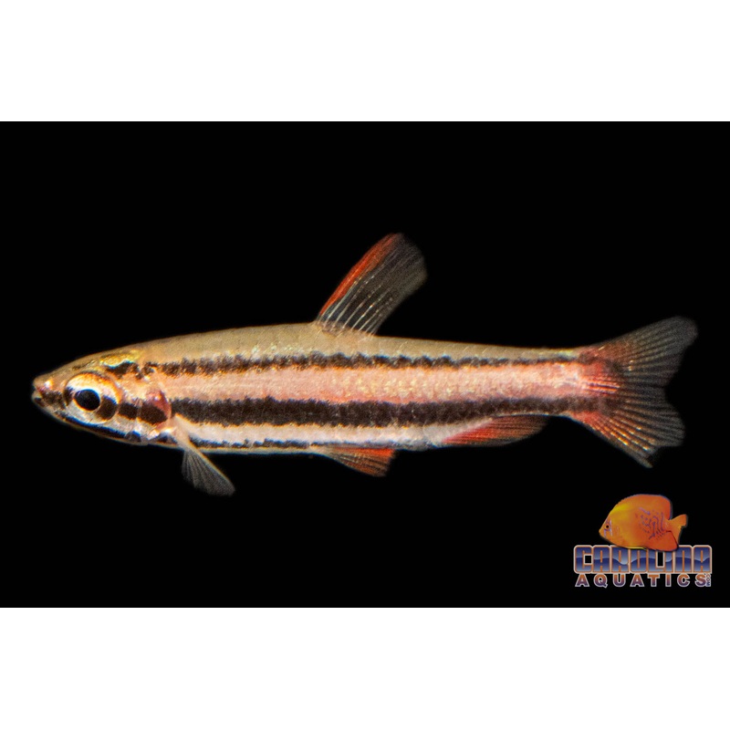 Misc – Pencilfish Coral Red