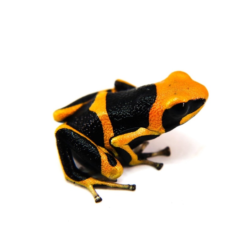 Ranitomeya summersi “Sauce” Tadpole Single Tadpoles