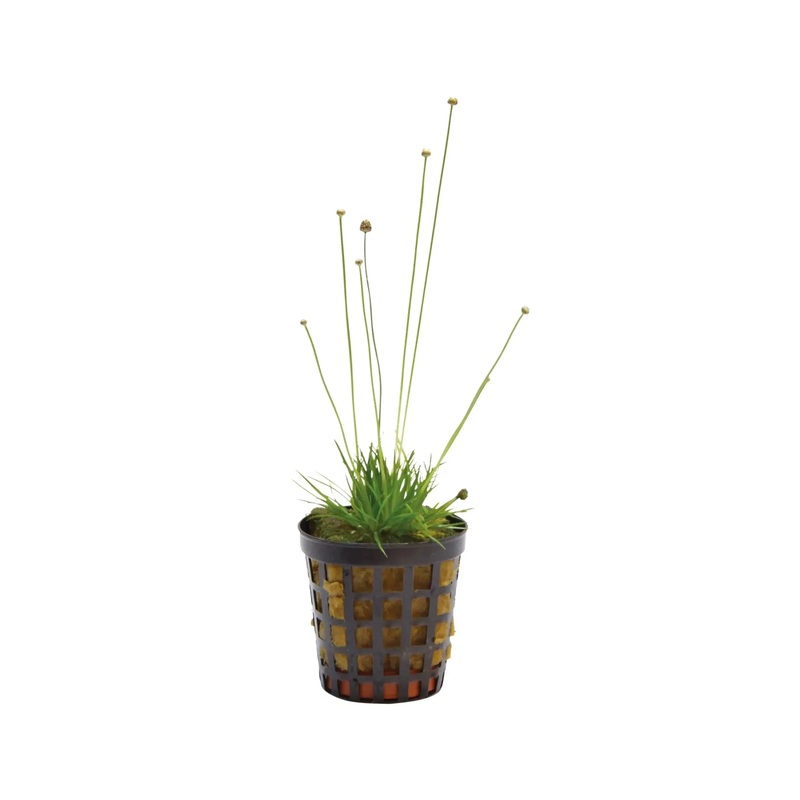 Eriocaulon cinereum