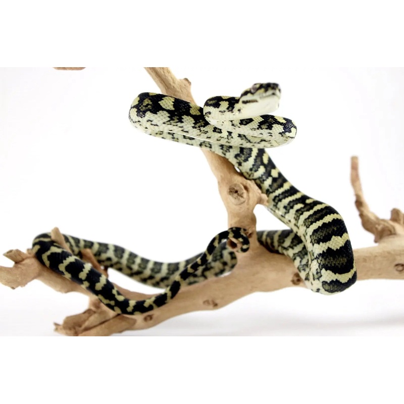 Jungle Carpet Python