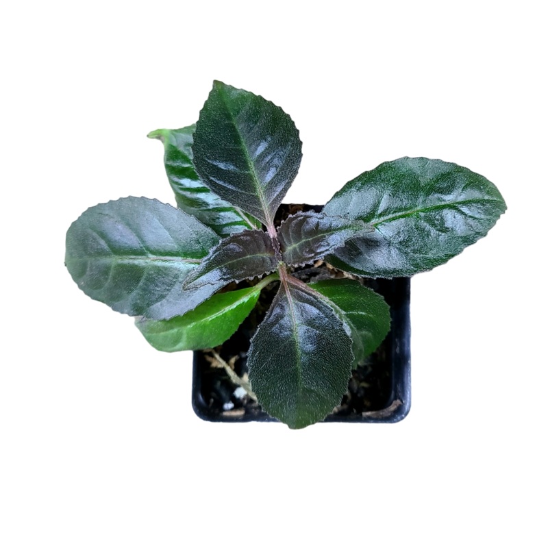 Drymonia serrulata 4-10 leaf cutting