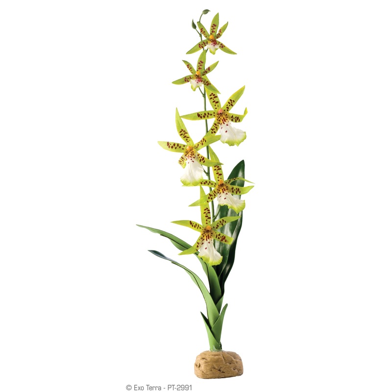 Exo Terra Spier Orchid Plant