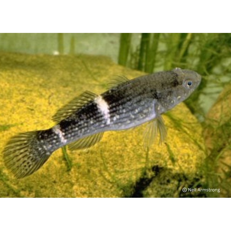 Gudgeon – Spangled 8-12cm