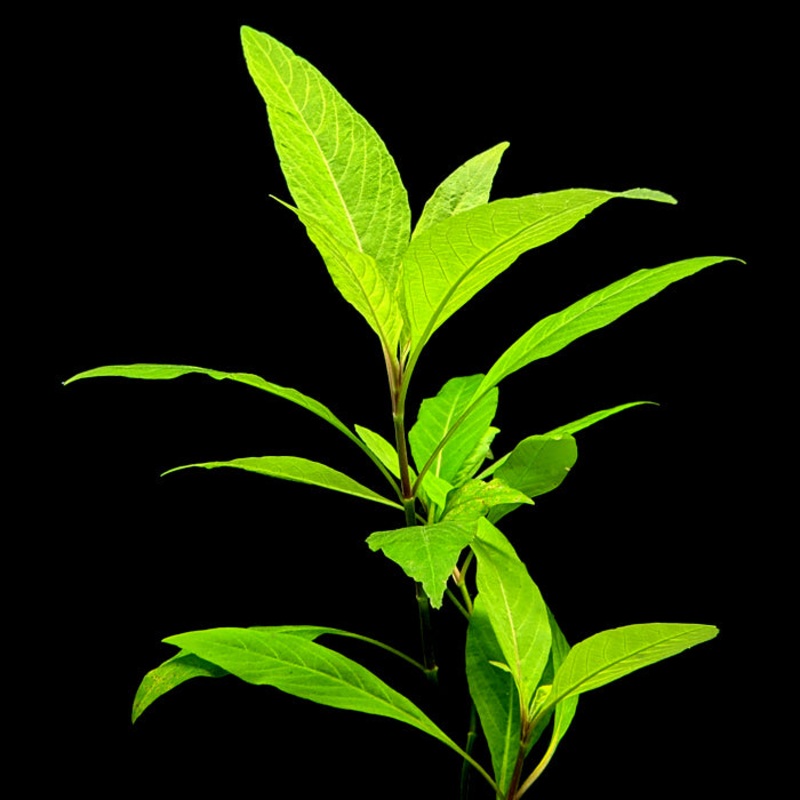 Hygrophila Corymbosa  “Cherry Leaf”