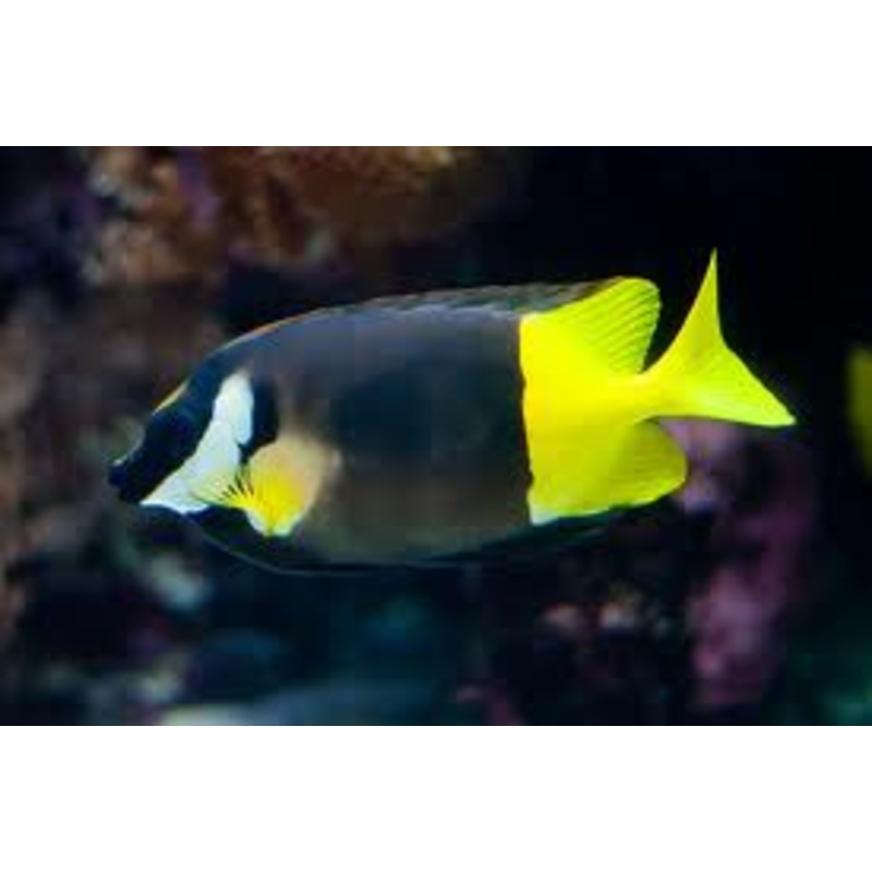 Bicolor Foxface
