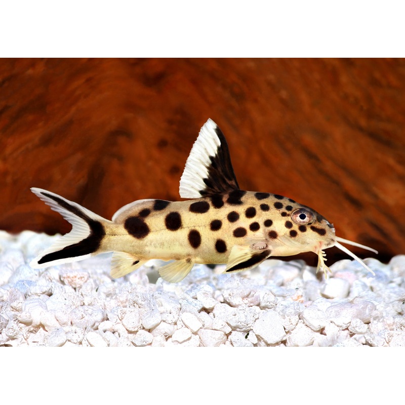 Cuckoo Catfish 5-7cm