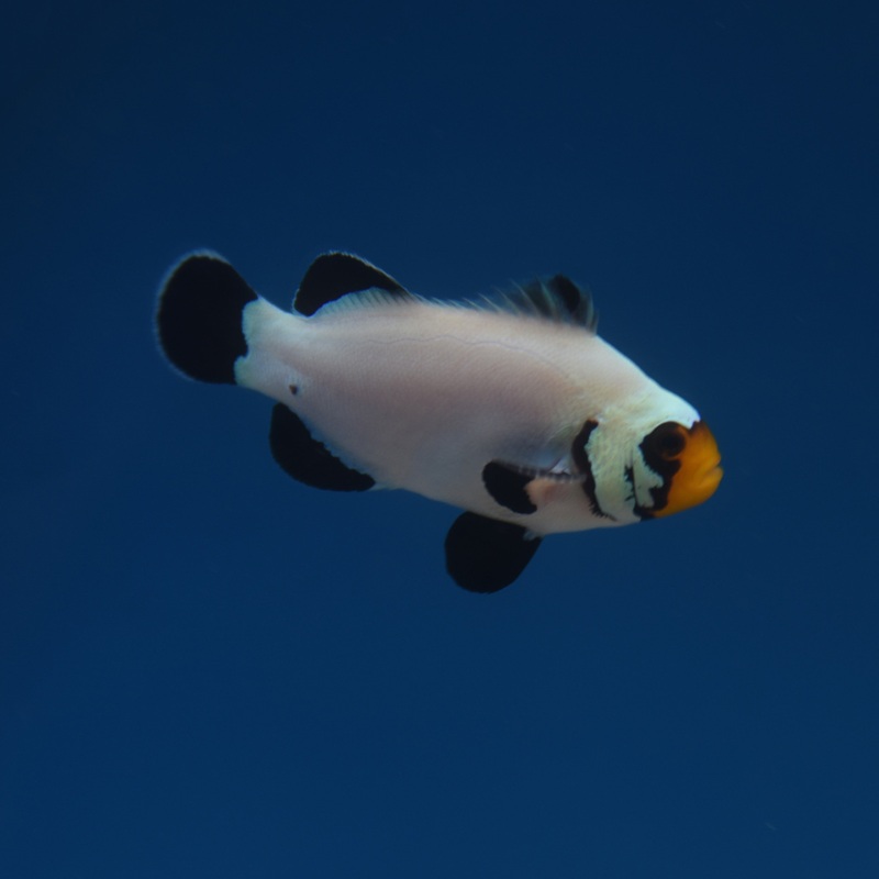 Flurry Clownfish – Aquacultured 1 Lot