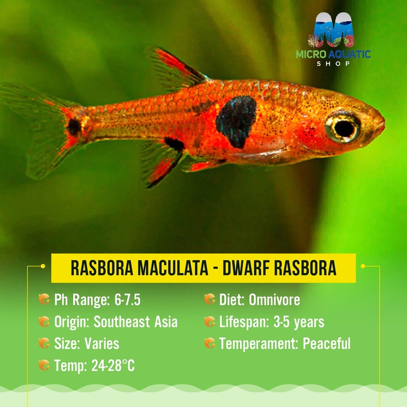 Rasbora Maculata – Dwarf Rasbora 1 rasbora