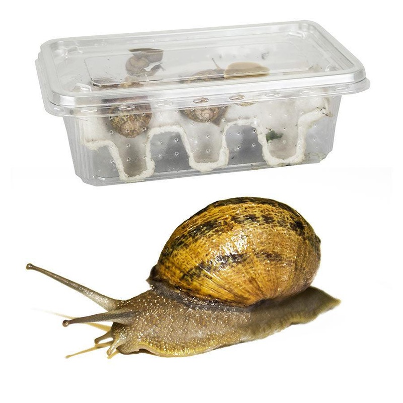 Live Snails Medium New (x8)
