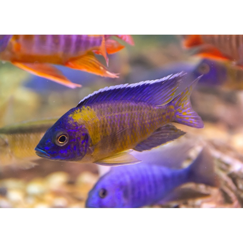 Peacock Cichlid – Maulana Bicolour 3-5cm