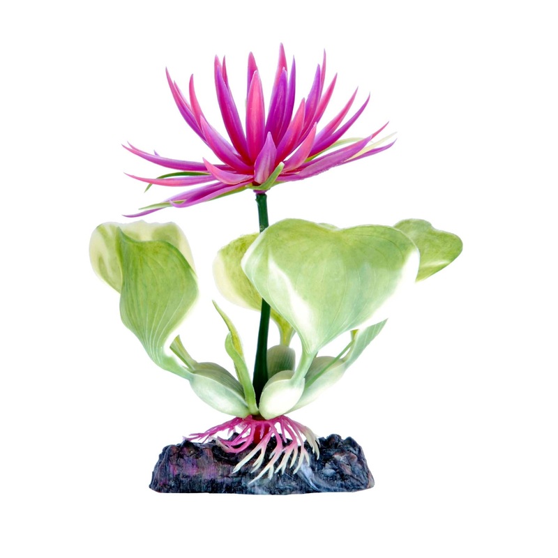 Penn Plax Red Water Hyacinth Plant 5 Inch