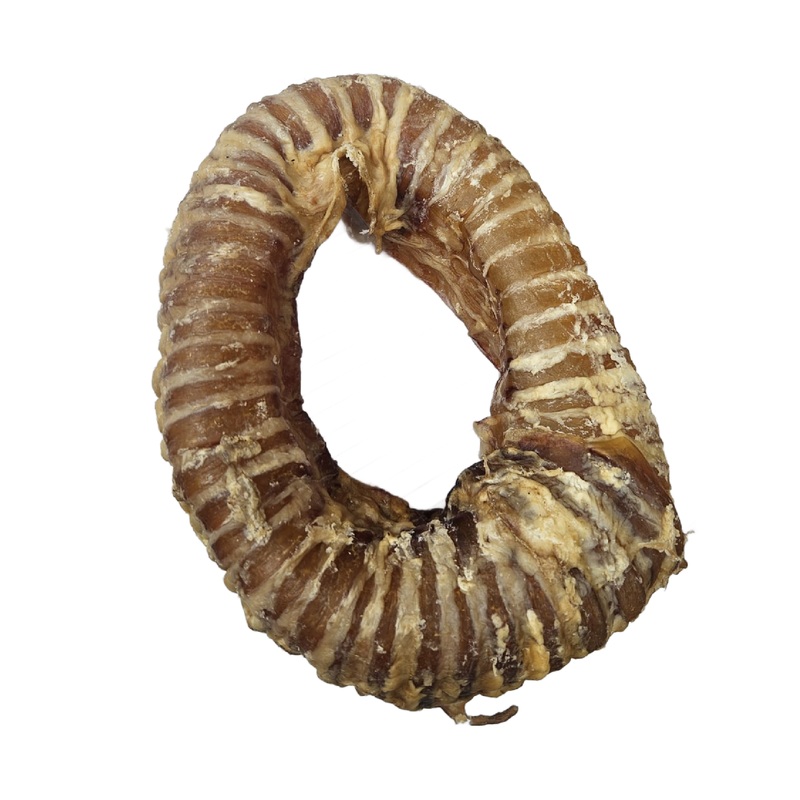 Trachea Coils – Large