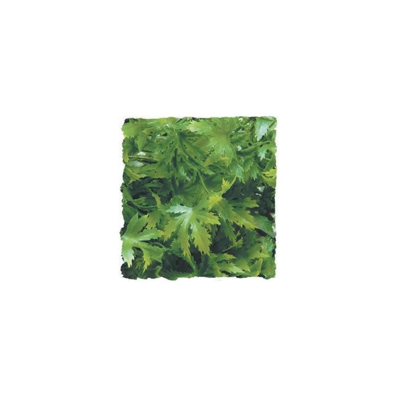 Zoo Med Cannabis Small