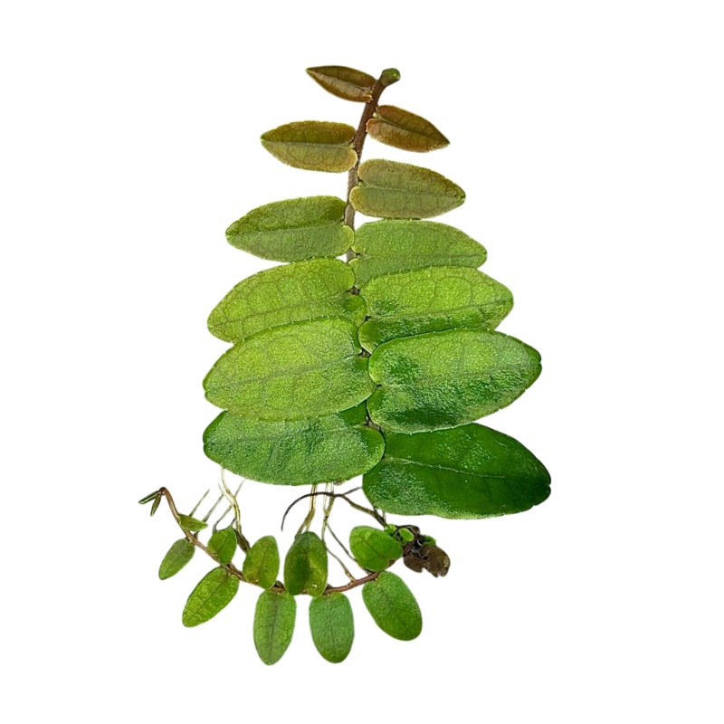 Marcgravia rectiflora 8-12 leaf tip cutting