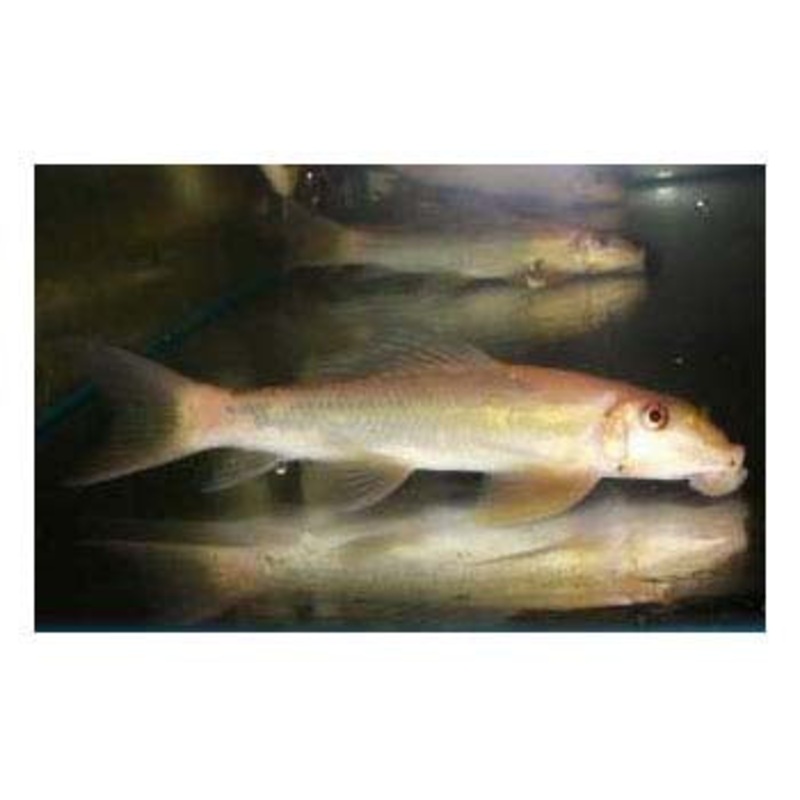 Sucking Catfish – Marble 3-5cm