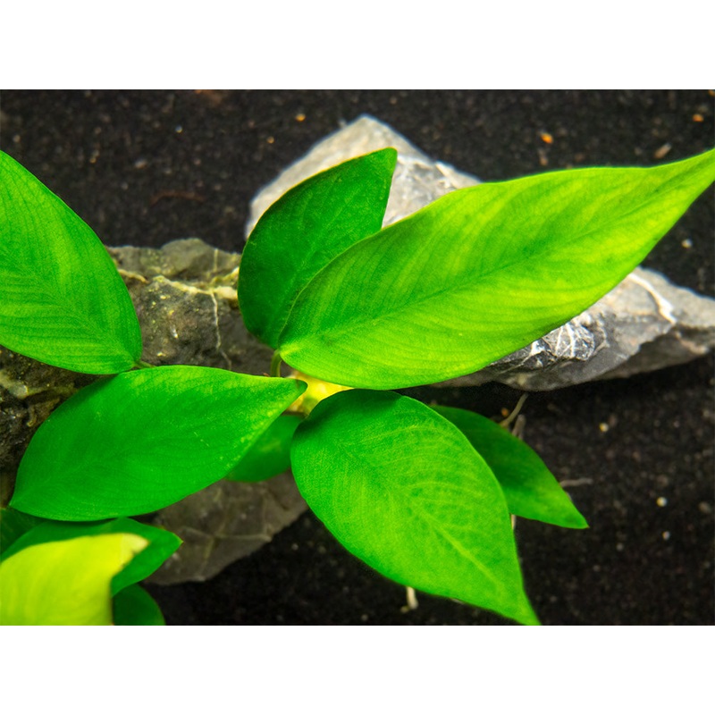 Anubias Nancon (Anubias barteri “Nana” x Anubias afzelii “Congensis”), bare root 1 Plant