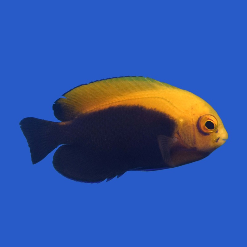 Fireball Angelfish