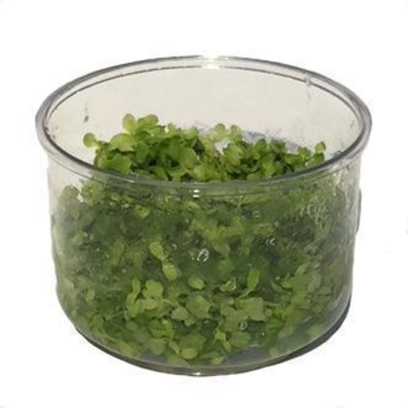 Micranthemum tweediel (Monte Carlo) Pot Tropica