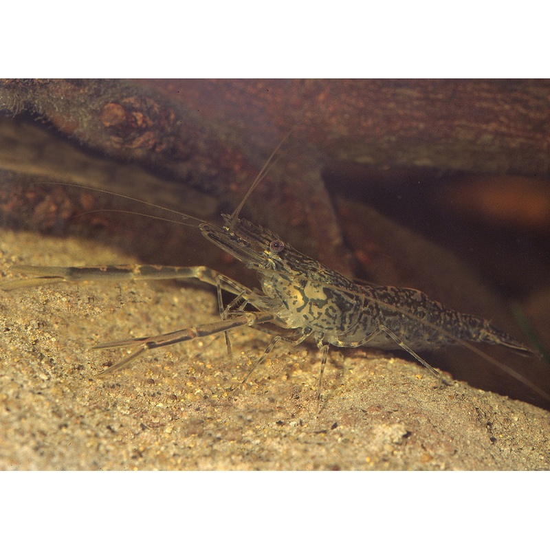 Murray River Shrimp 4-5cm