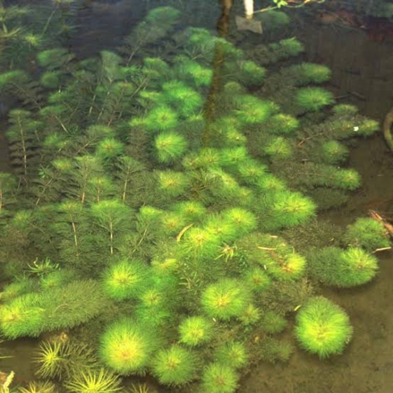 *New* Limnophila brownii 1 portion 5 stems