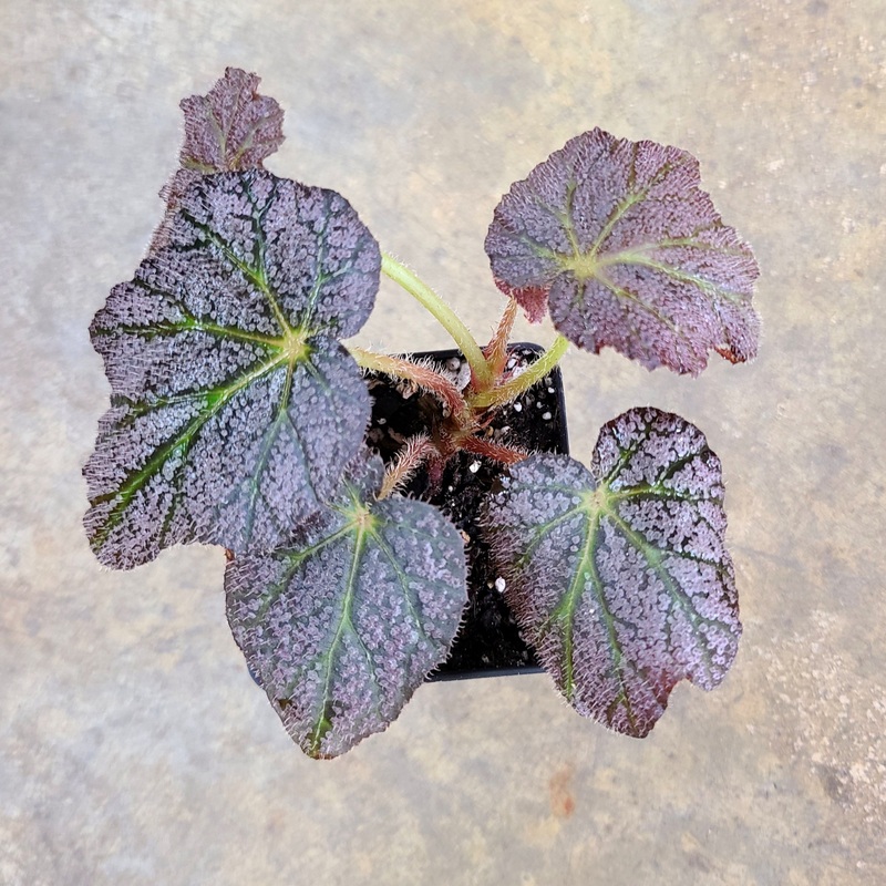 Begonia DeElegans 2-3 leaf cutting