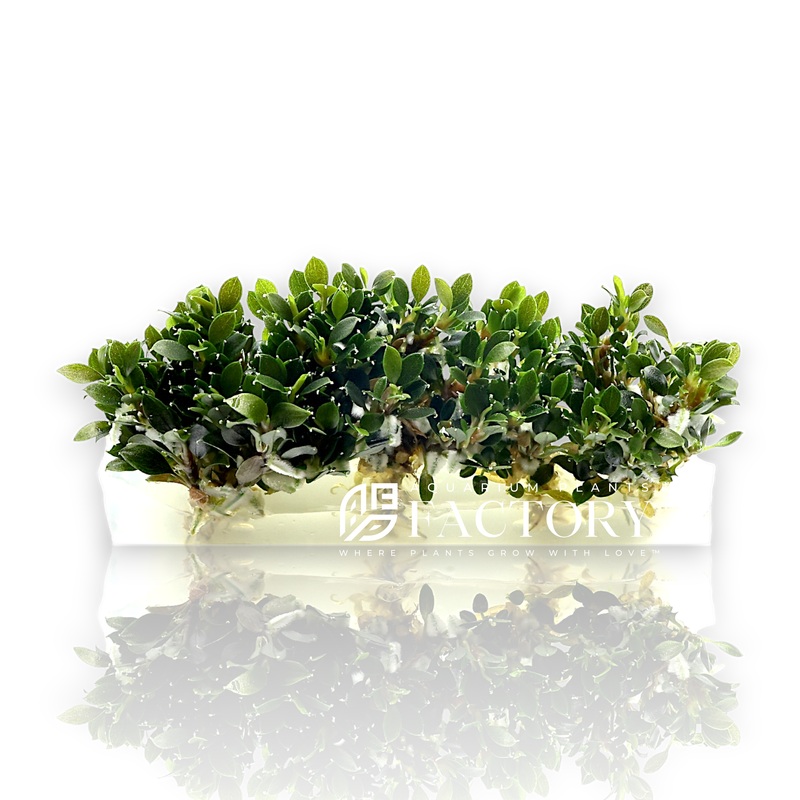 Bucephalandra Petite Blue Chili Vitro Culture