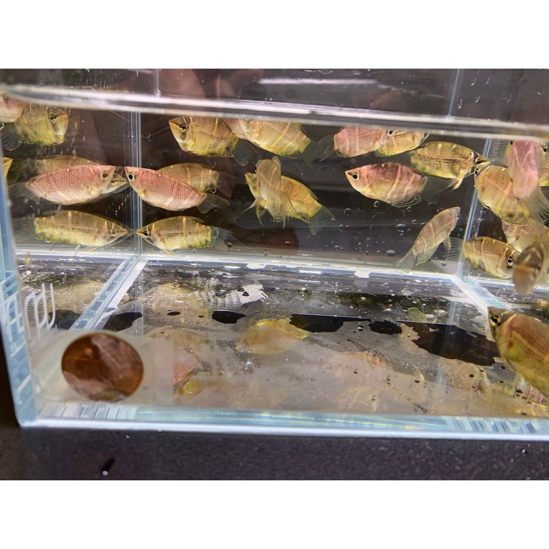 Chocolate Gourami