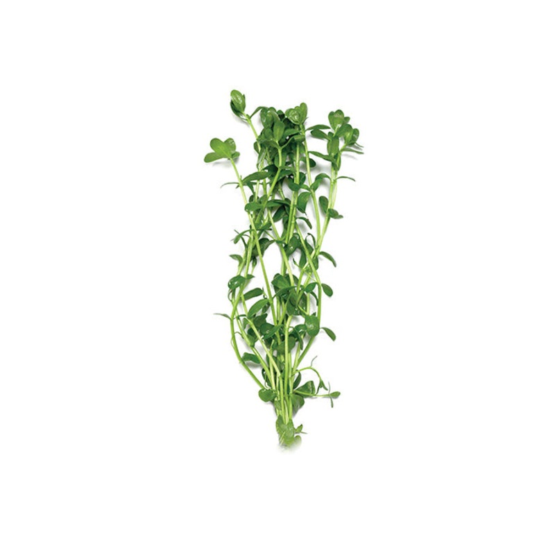 Green Pennywort