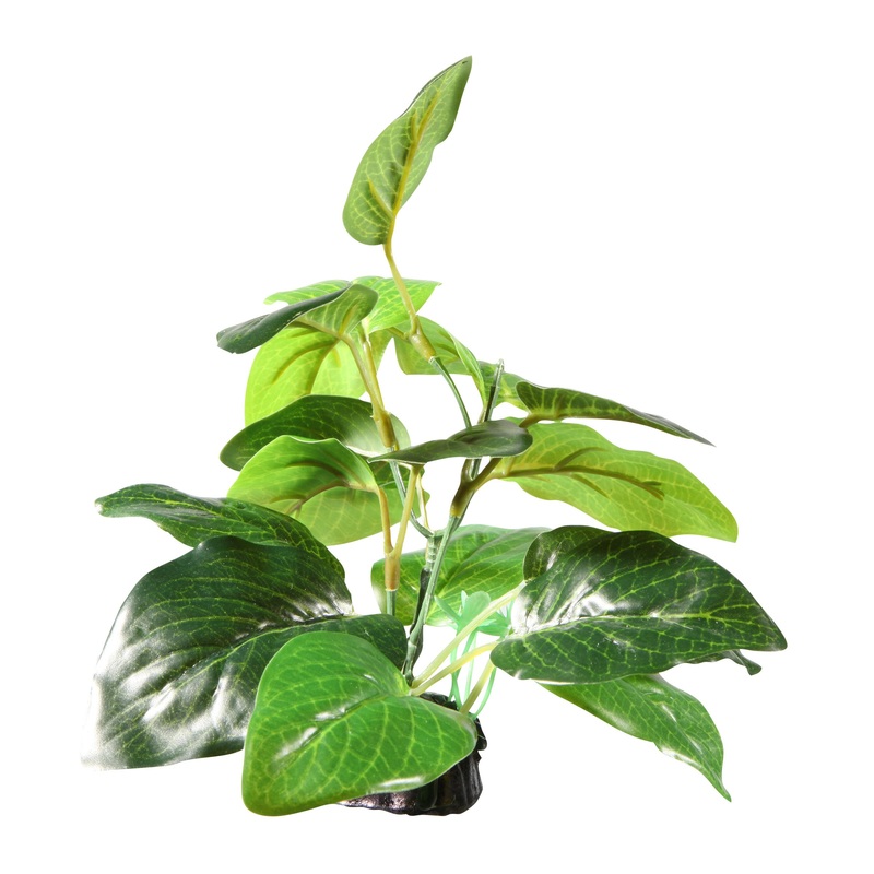 Fluval Samolus Sword Plant 2.75 Inch