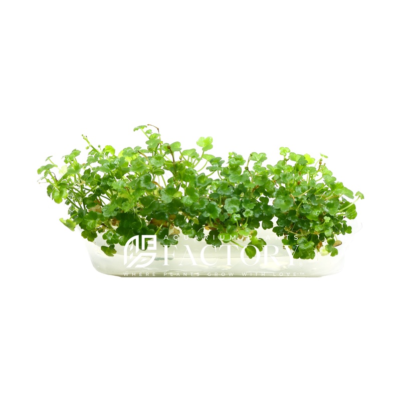 Hydrocotyle Tripartita Mini Vitro Culture