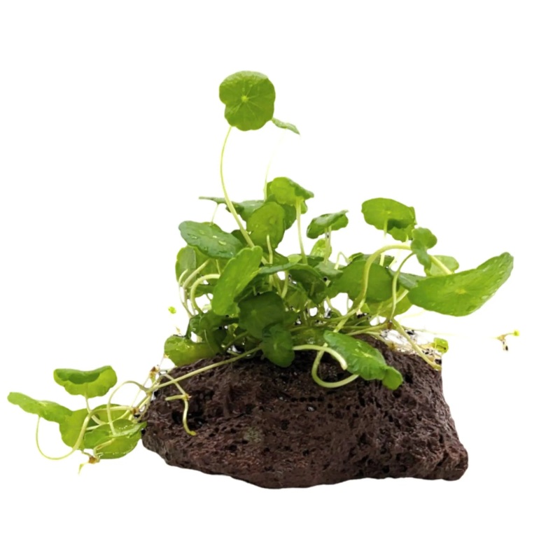 Hydrocotyle verticillata on Decor Lava