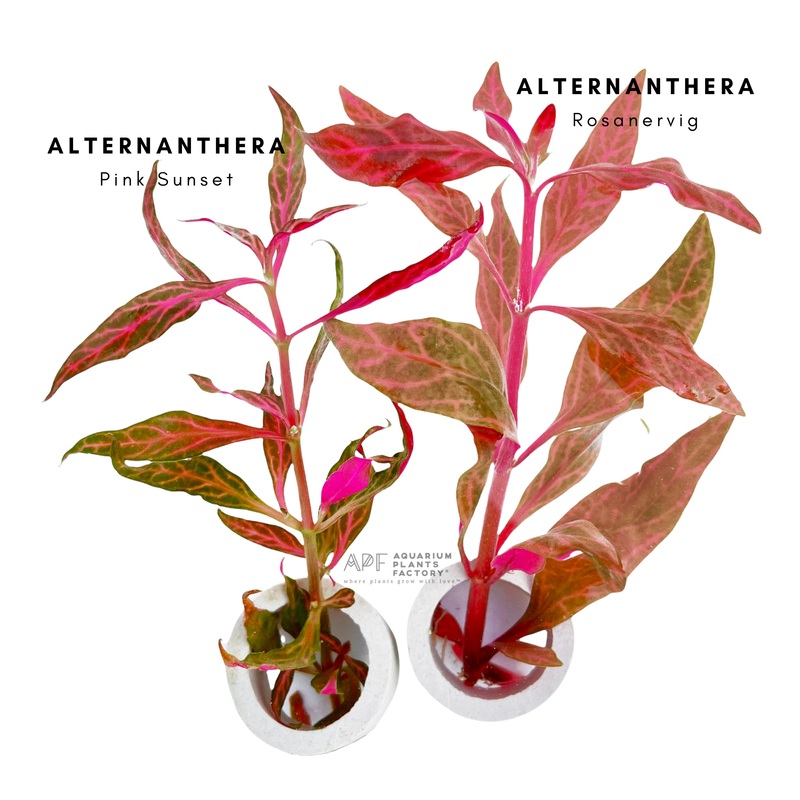 Alternanthera Pink Sunset Fresh-cut Plants